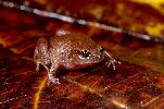 Photo of Austrochaperina robusta (robust whistlefrog) - McDonald, K.,Queensland Government,1997
