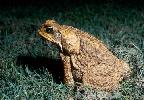 Photo of Rhinella marina (cane toad) - Queensland Government