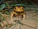 Photo of Rhinella marina (cane toad) - Queensland Government,1994
