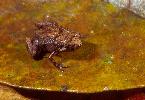Photo of Cophixalus hosmeri (rattling nurseryfrog) - McDonald, K.,Queensland Government,2000