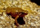 Photo of Cophixalus zweifeli (Cape Melville boulderfrog) - McDonald, K.,Queensland Government,1995