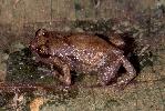 Photo of Cophixalus mcdonaldi (Mount Elliot nurseryfrog) - Hines, H.,Queensland Government,1999