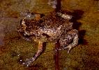 Photo of Cophixalus mcdonaldi (Mount Elliot nurseryfrog) - Hines, H.,Queensland Government,1999
