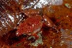 Photo of Cophixalus monticola (mountain nurseryfrog) - McDonald, K.,Queensland Government,2000