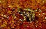 Photo of Cophixalus infacetus (creaking nurseryfrog) - McDonald, K.,Queensland Government,1999