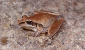 Photo of Litoria nigrofrenata (tawny rocketfrog) - McDonald, K.,Queensland Government,1996