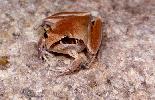 Photo of Litoria nigrofrenata (tawny rocketfrog) - McDonald, K.,Queensland Government,1996