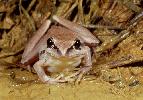 Photo of Litoria nigrofrenata (tawny rocketfrog) - McDonald, K.,Queensland Government,2000