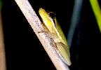 Photo of Litoria olongburensis (wallum sedgefrog) - Hines, H.,Queensland Government,1998