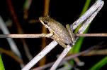 Photo of Litoria olongburensis (wallum sedgefrog) - Hines, H.,Queensland Government,1998