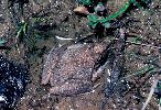Photo of Litoria pallida (pallid rocketfrog) - Queensland Government,1979