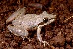 Photo of Litoria pallida (pallid rocketfrog) - McDonald, K.,Queensland Government,1998