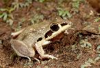 Photo of Litoria pallida (pallid rocketfrog) - McDonald, K.,Queensland Government,1999