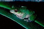 Photo of Litoria kroombitensis (Kroombit treefrog) - Hines, H.,Queensland Government,2000