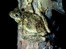Photo of Litoria peronii (emerald spotted treefrog) - Queensland Government,1979