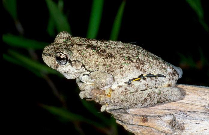 Species Profile—Litoria Peronii (emerald Spotted Treefrog ...