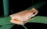 Photo of Litoria revelata (whirring treefrog) - Hines, H.,Queensland Government,1999