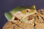 Photo of Litoria pearsoniana (cascade treefrog) - Queensland Government