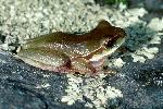 Photo of Litoria pearsoniana (cascade treefrog) - Hines, H.,Queensland Government,1998