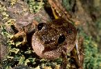 Photo of Litoria rothii (northern laughing treefrog) - McDonald, K.,Queensland Government,1999