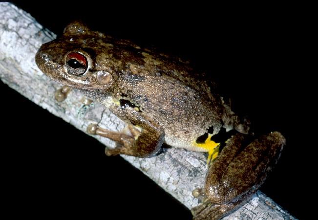 Species Profile—Litoria Rothii (eastern Laughing Treefrog ...