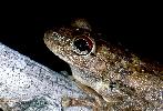 Photo of Litoria rothii (northern laughing treefrog) - Hines, H.,Queensland Government,1998