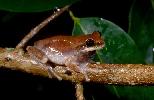 Photo of Litoria rubella (ruddy treefrog) - McDonald, K.,Queensland Government,1997