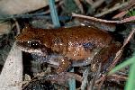 Photo of Litoria rubella (ruddy treefrog) - Hines, H.,Queensland Government,1998