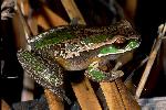 Photo of Litoria subglandulosa (New England treefrog) - Hines, H.,Queensland Government,1998