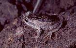 Photo of Litoria verreauxii (whistling treefrog) - Hines, H.,Queensland Government,2000