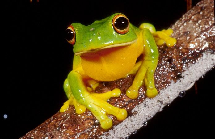 orange tree frog