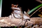 Photo of Papurana daemeli (Australian woodfrog) - McDonald, K.,Queensland Government,1996