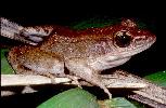 Photo of Papurana daemeli (Australian woodfrog) - McDonald, K.,Queensland Government,1998