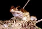 Photo of Papurana daemeli (Australian woodfrog) - McDonald, K.,Queensland Government,1996