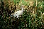 Photo of Bubulcus ibis (cattle egret) - Queensland Government,1987