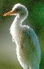 Photo of Bubulcus ibis (cattle egret) - Queensland Government,1988