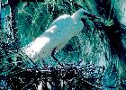 Photo of Ardea intermedia (intermediate egret) - Queensland Government
