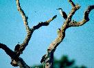 Photo of Egretta picata (pied heron) - Queensland Government,1979
