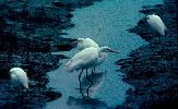 Photo of Egretta garzetta (little egret) - Queensland Government,1977