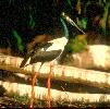 Photo of Ephippiorhynchus asiaticus (black-necked stork) - Queensland Government