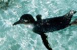 Photo of Eudyptula minor (little penguin) - Queensland Government,1984