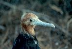 Photo of Fregata ariel (lesser frigatebird) - Queensland Government,1976