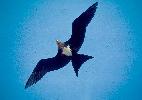 Photo of Fregata ariel (lesser frigatebird) - Queensland Government,1991
