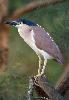 Photo of Nycticorax caledonicus (nankeen night-heron) - Queensland Government
