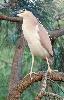 Photo of Nycticorax caledonicus (nankeen night-heron) - Queensland Government