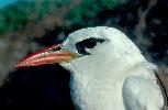 Photo of Phaethon rubricauda (red-tailed tropicbird) - Queensland Government,1976