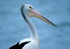 Photo of Pelecanus conspicillatus (Australian pelican) - Queensland Government,1985