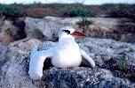 Photo of Phaethon rubricauda (red-tailed tropicbird) - Queensland Government,1976