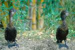 Photo of Phalacrocorax sulcirostris (little black cormorant) - Queensland Government