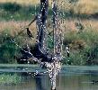 Photo of Phalacrocorax sulcirostris (little black cormorant) - Queensland Government,1988